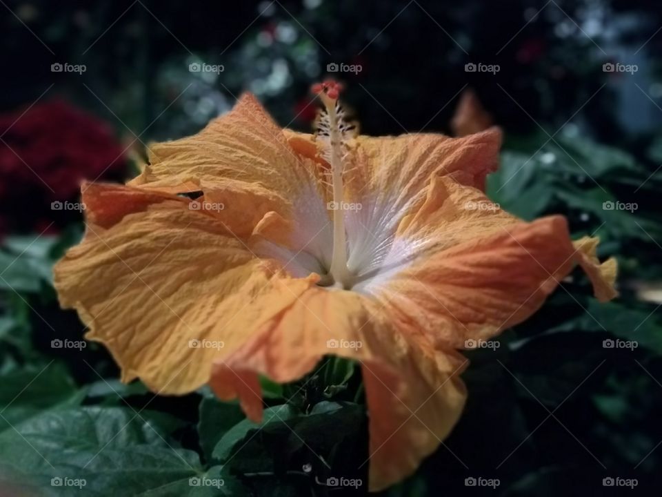 Hibiscus flower