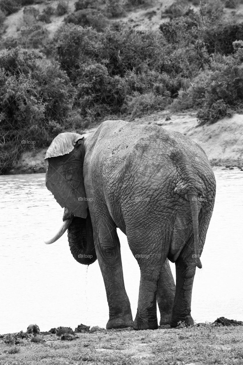 Old elephant bull at waterhole