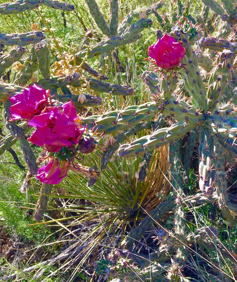 Cactus blooms 