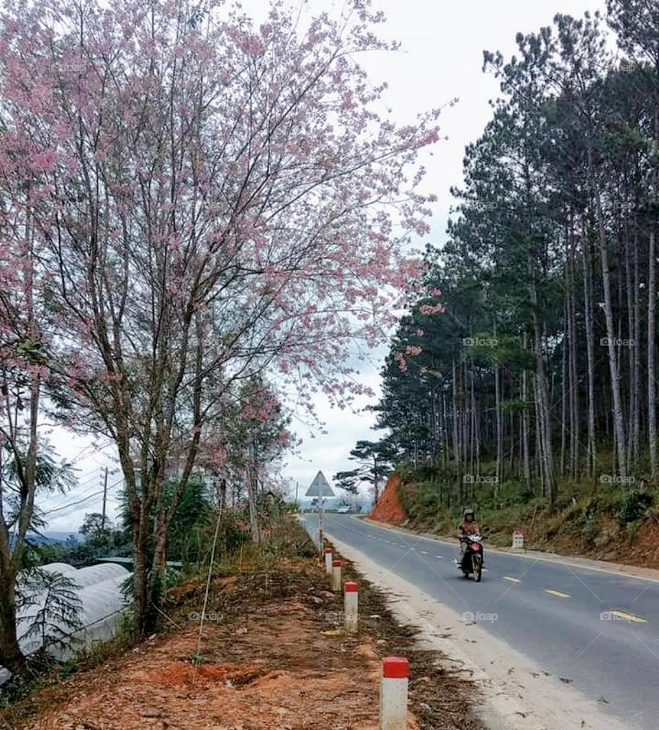 Dalat Road Vietnam