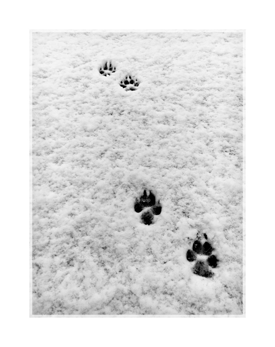 Paw snow