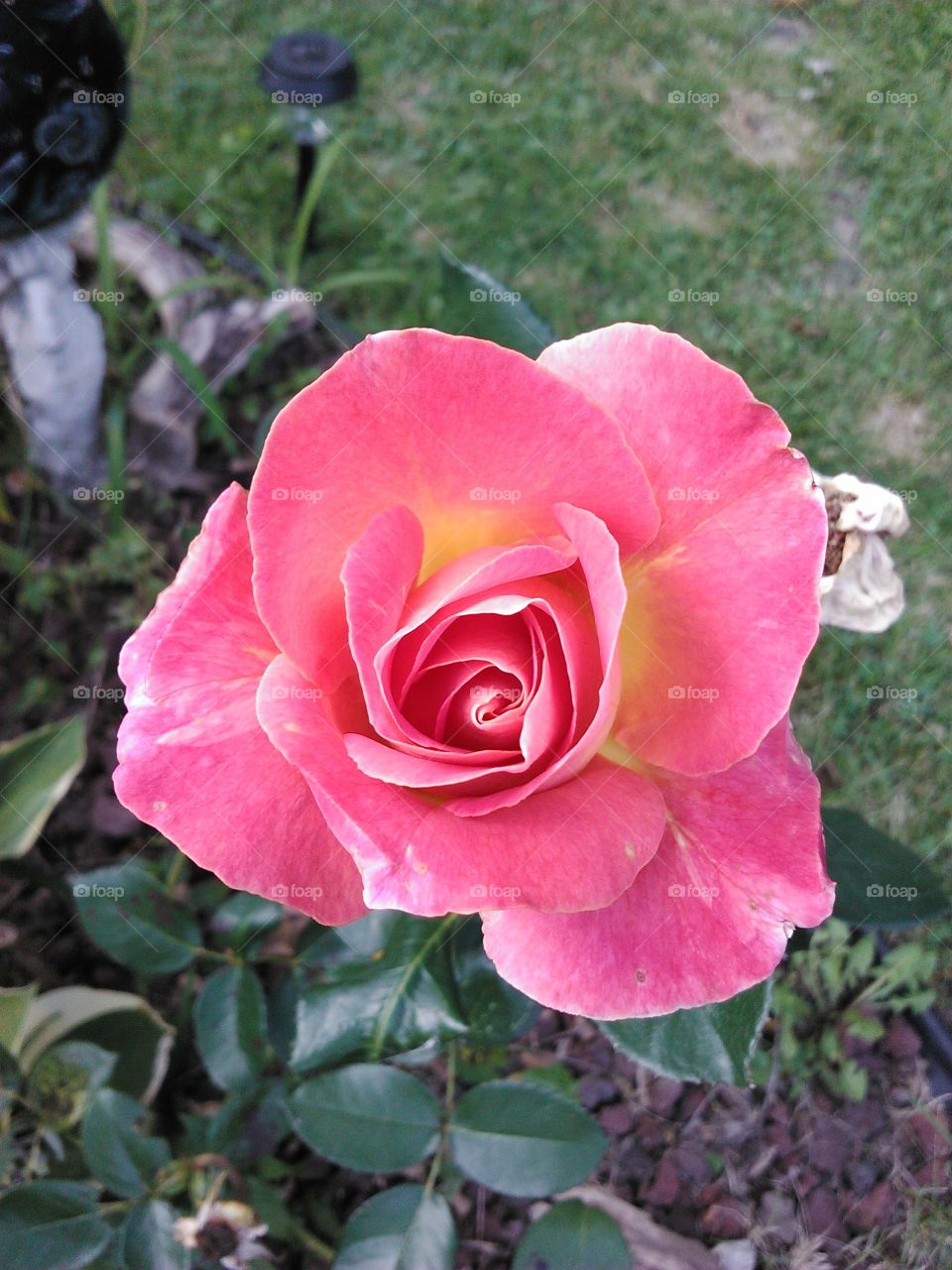 Flower, Rose, Nature, Flora, Petal