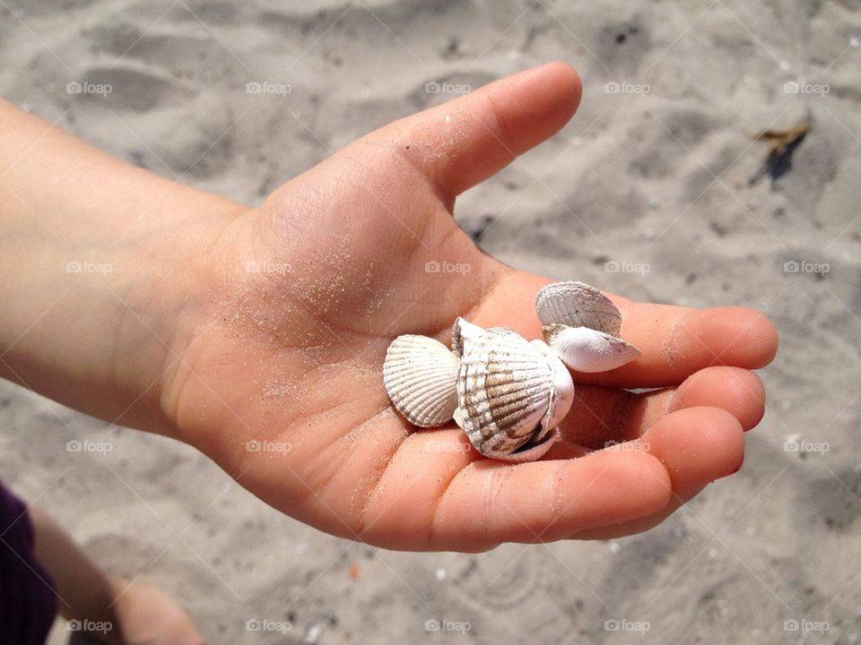 Shells in kids hands