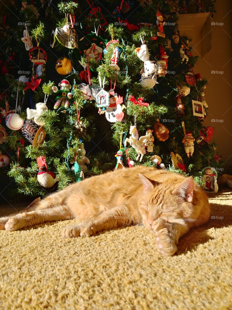 cat napping in front of Christmas Tree