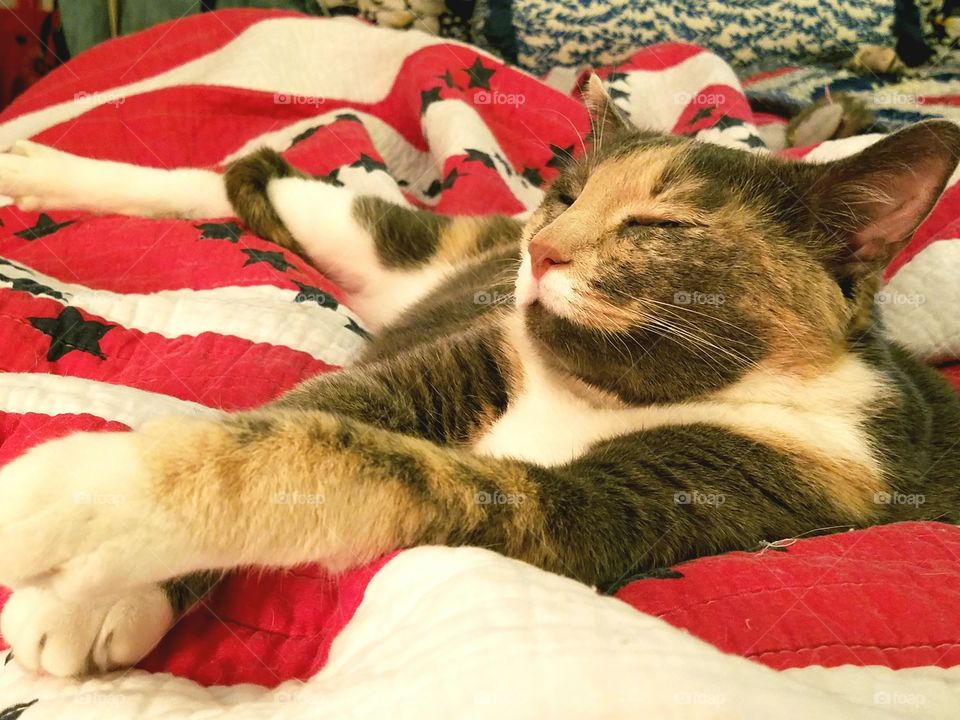 Kitty on Stars and Stripes 4th of July