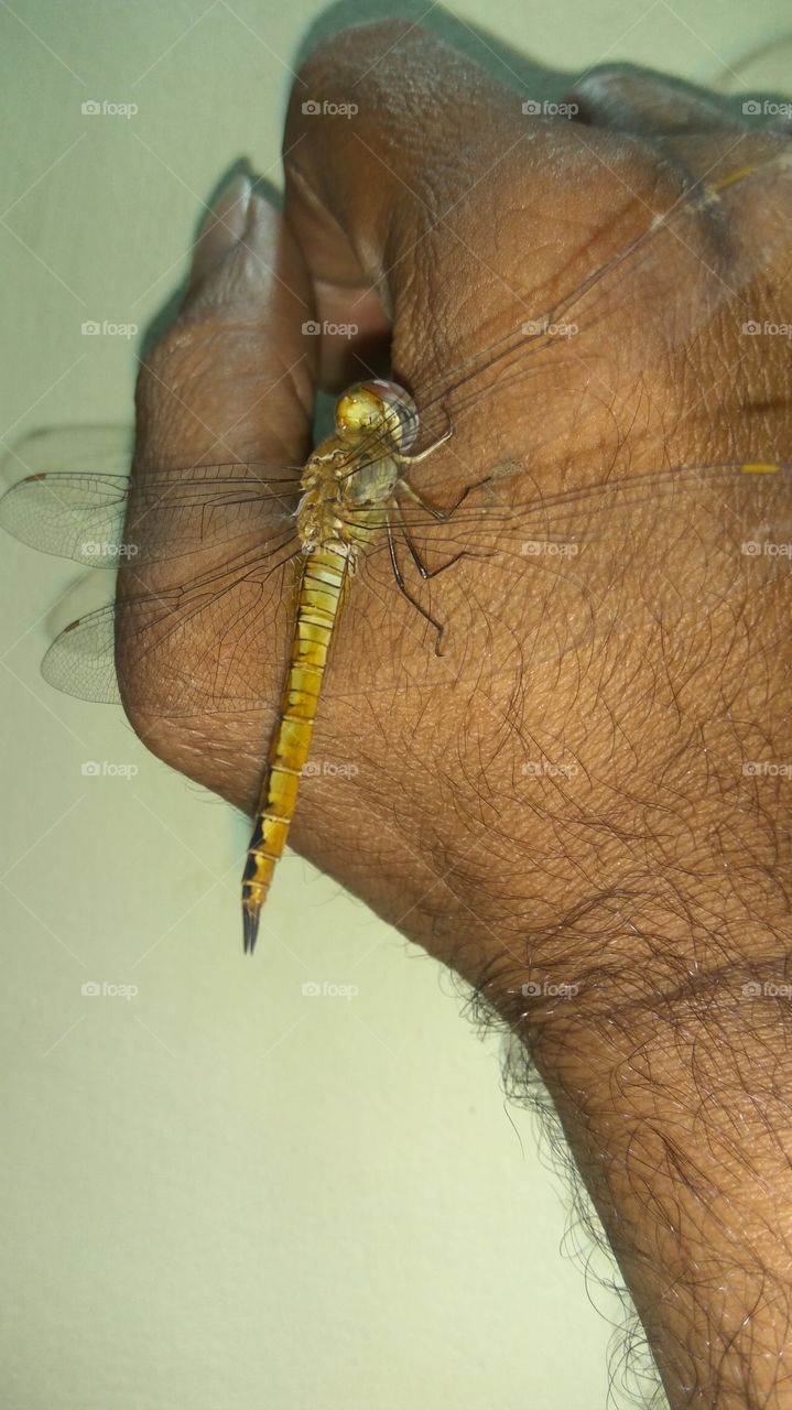 dragonfly so nice in hand