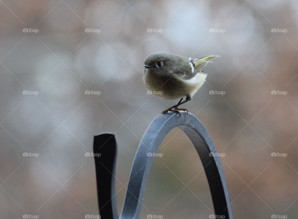 Ruby-crowned kinglet