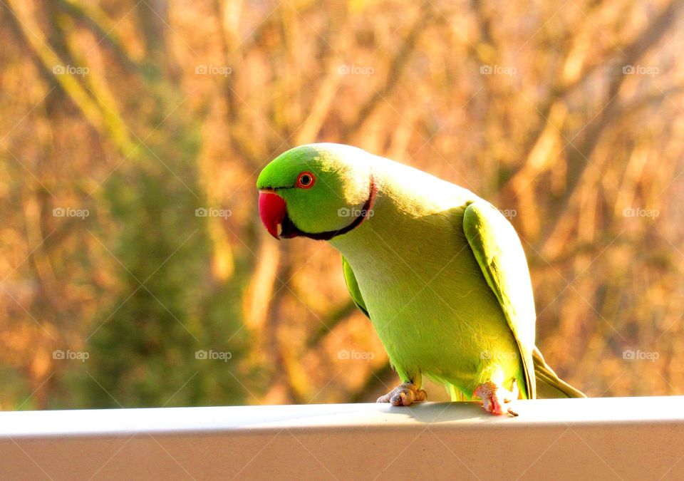 Close-up of green parrot