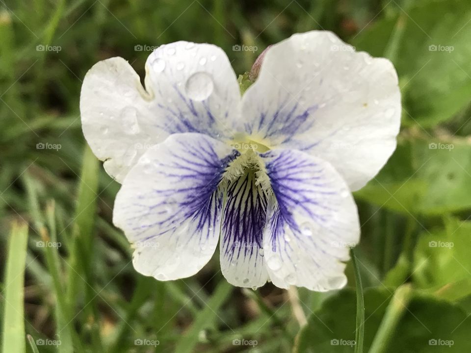 Flower with dew drops
