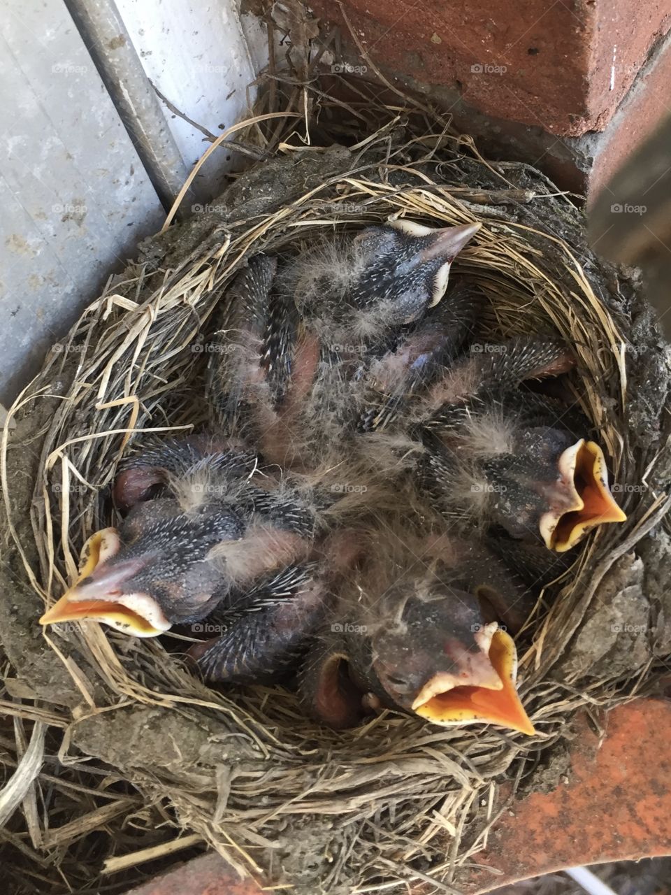 Spring robins hatched in a nest