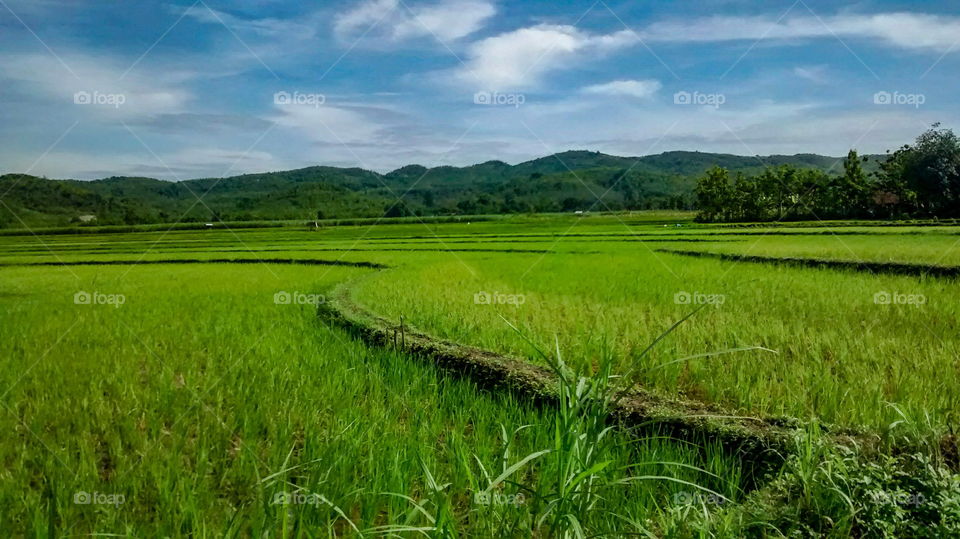 Scenic View Of Paddy Field Againts Blue Sky