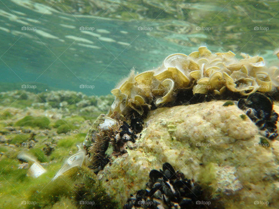 macro shot of seaweeds. macro shot of seaweeds underwater