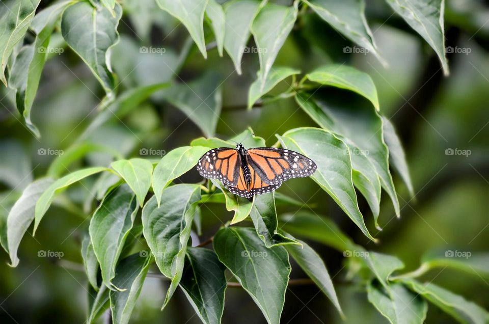 Monarch butterfly 🦋