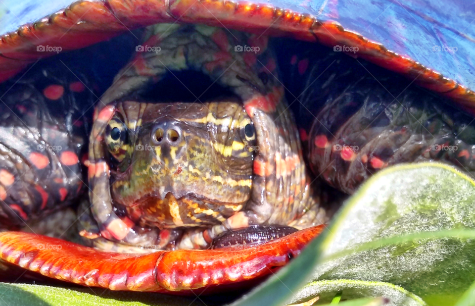 colorful box turtle hiding in it's shell