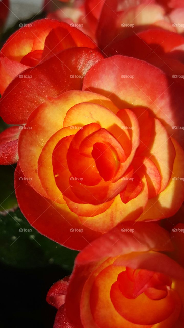 begonia flowers