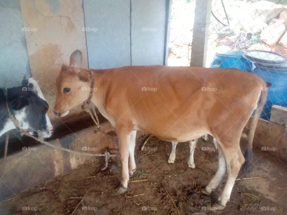 cute calf