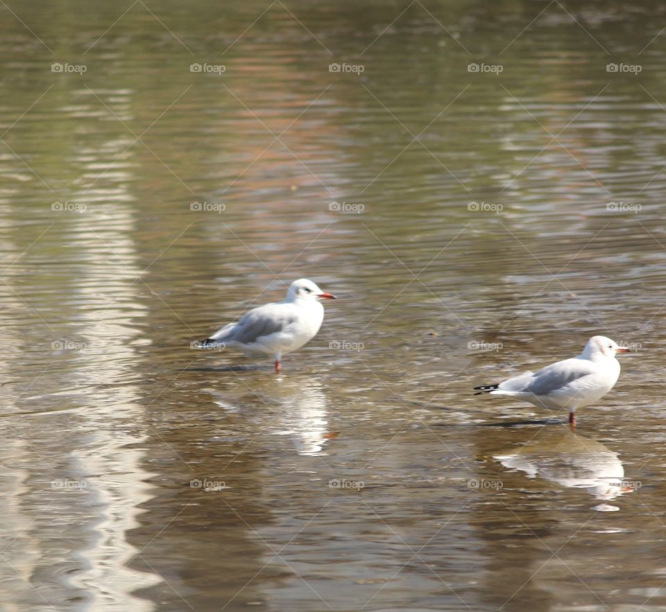 wildlife photography. the background is water, patterned reflections through the door. two waterfowl stand in shallow water