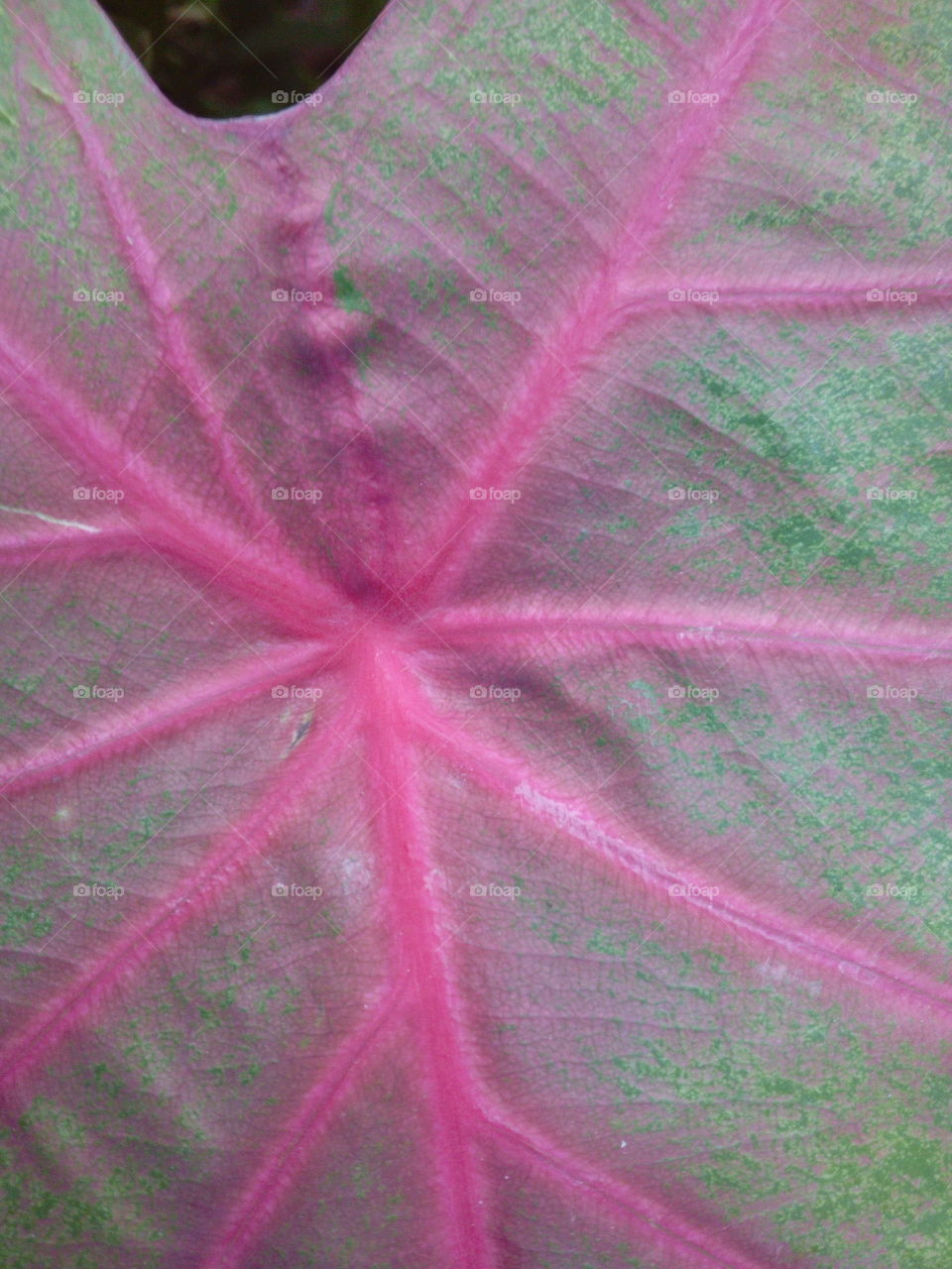 Closeup of leaf