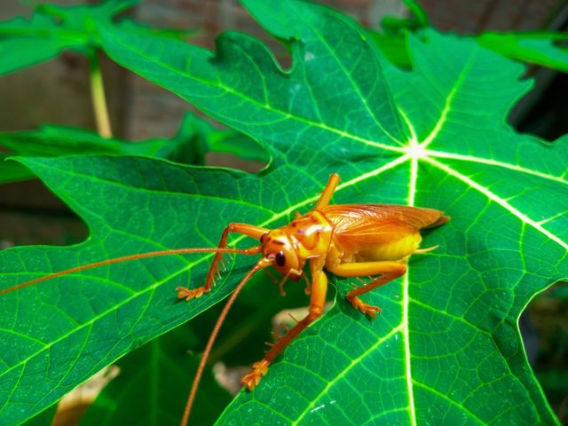 Locust