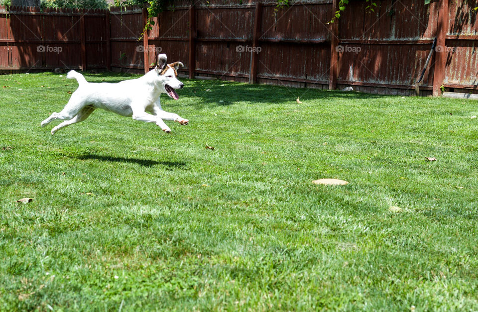 Mixed breed white dog jumping through the air in a grassy yard outdoors