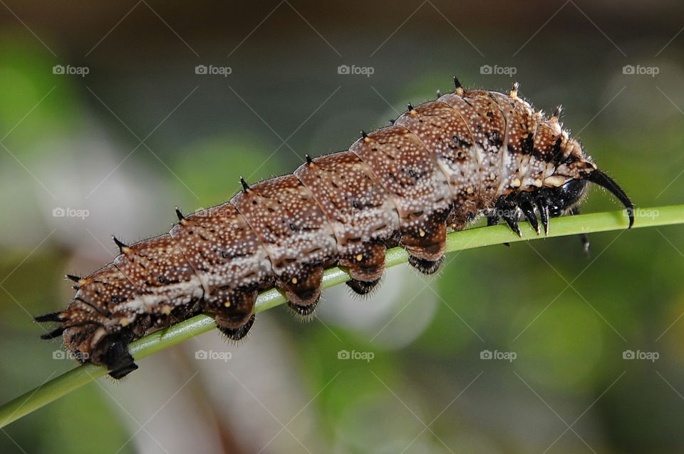 Caterpillar.