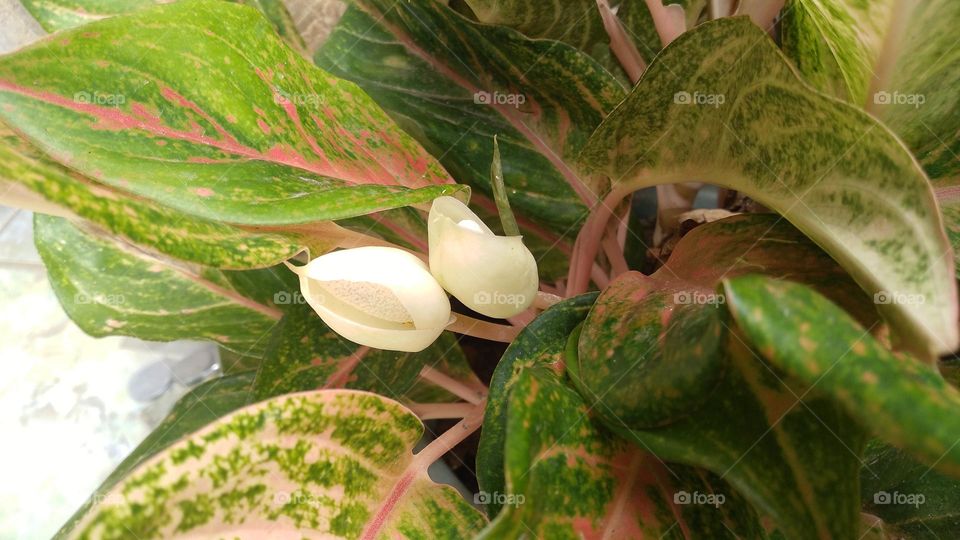 This plant displays a series of vibrant colorful foliage atop sturdy colorful