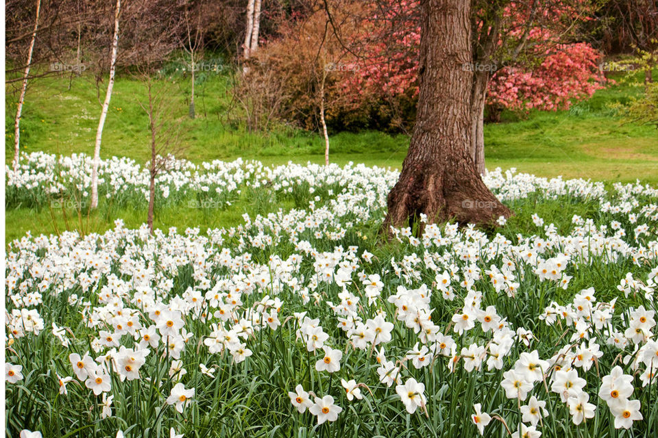 View of white flowers