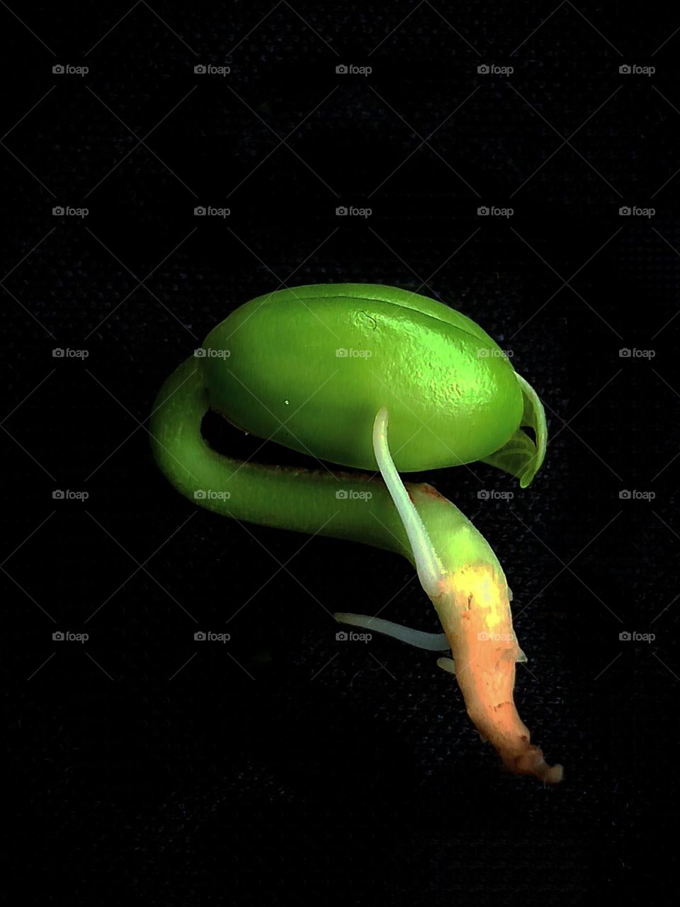 Plant. Beginning of plant life. On a black background, the embryo of the future plant. green stem with rudiments of roots and rudiments of green leaves