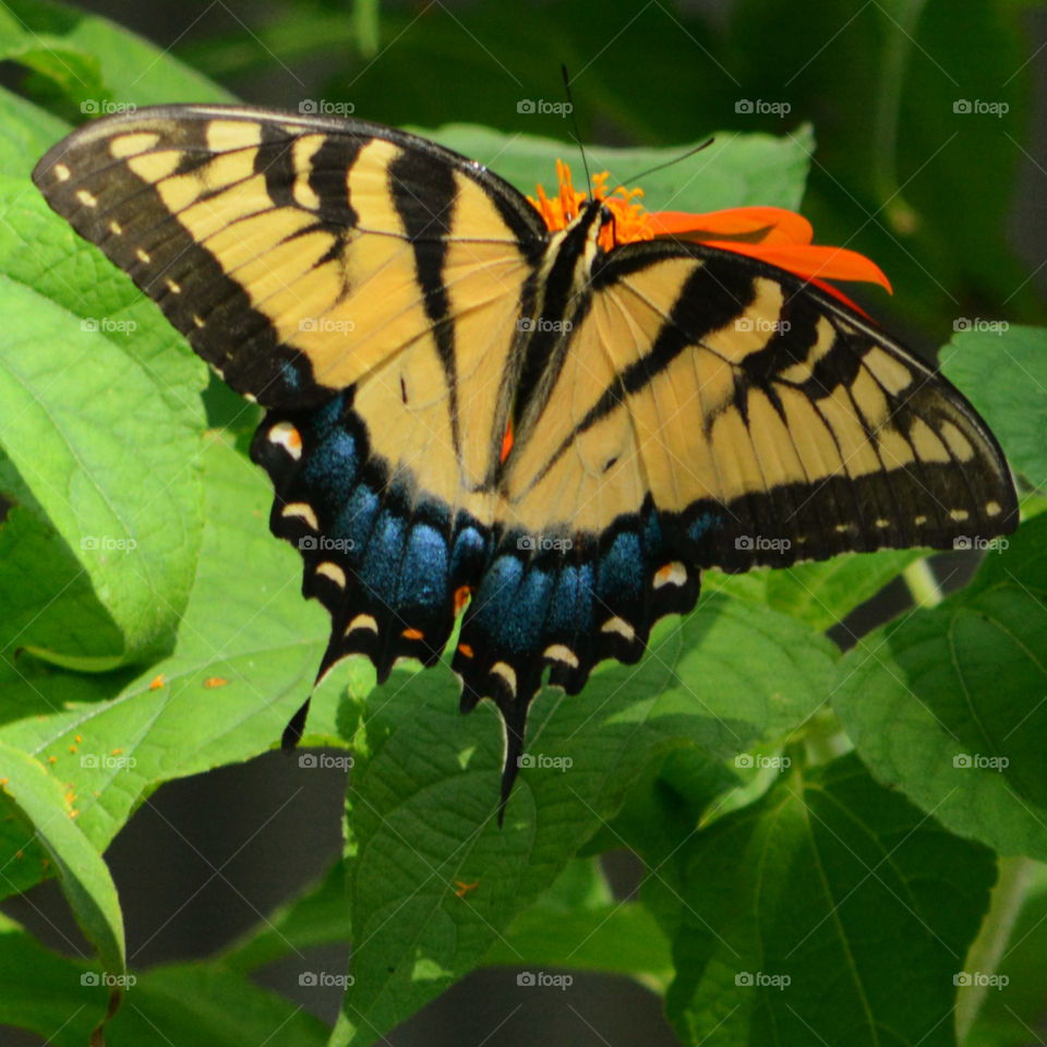 Marco photography: It's all about getting down and getting dirty. There is nothing more satisfying than to make a object such as an insect, rock, or flower into a Macro photograph!