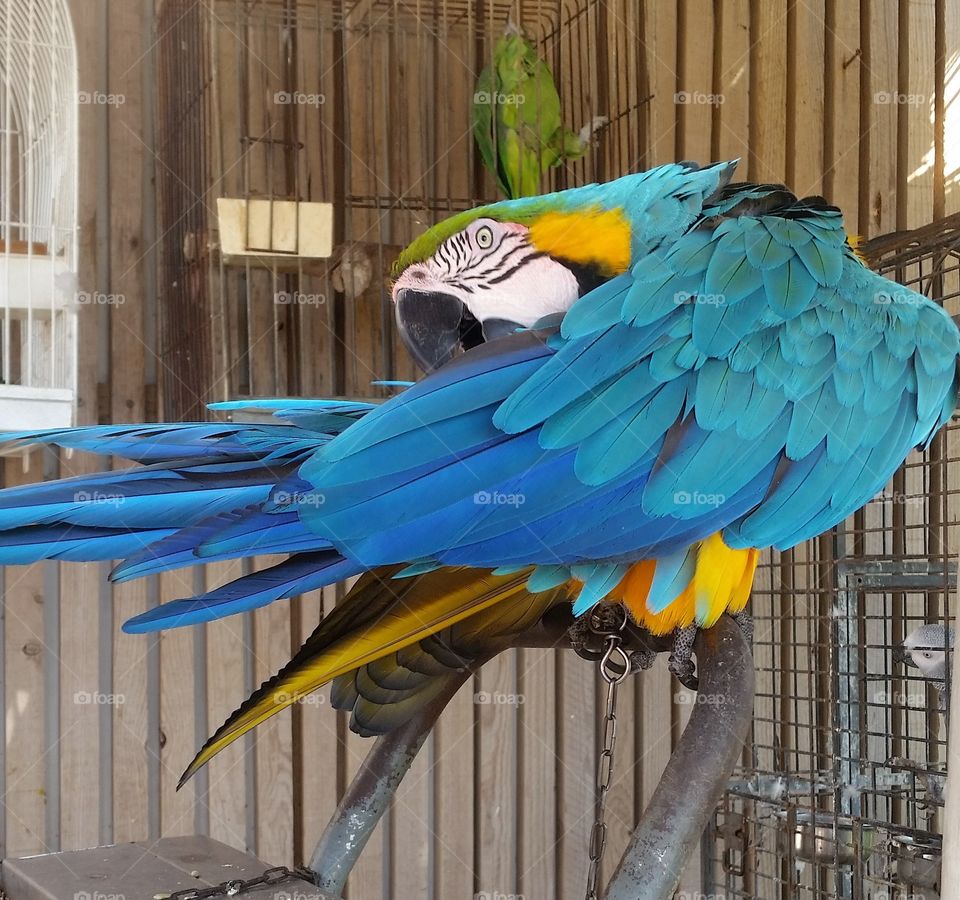 Macaw