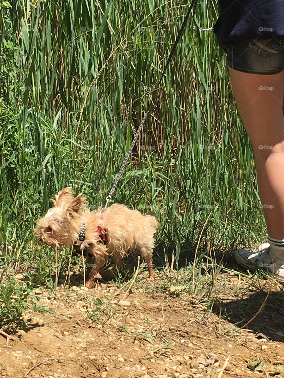 Nature, Outdoors, Summer, Grass, Young