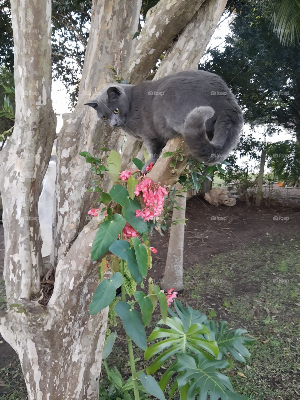 a cat in a tree