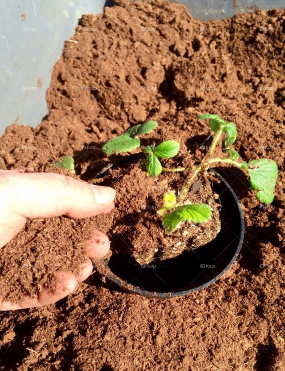 Planting Strawberries 