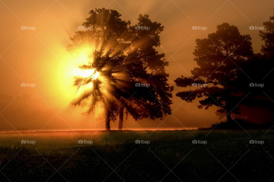 Sunbeams blast through a pine tree canopy during a foggy sunrise in Raleigh North Carolina. 