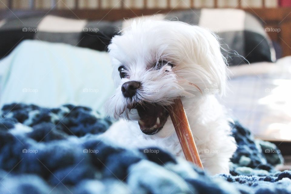 Maltese dog chewing