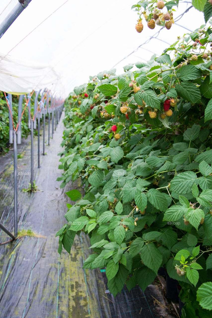 Raspberry bushes on a farm were tou can pick for your self outside Malmö in Sweden.