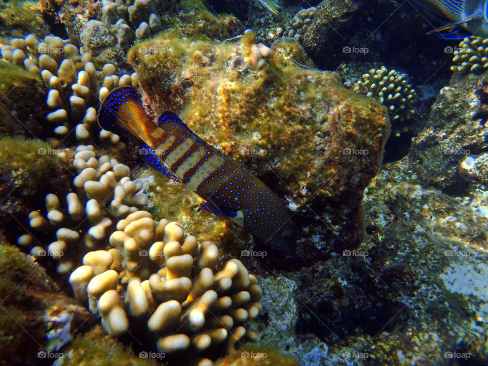 fish sea egypt corals by markfoapp