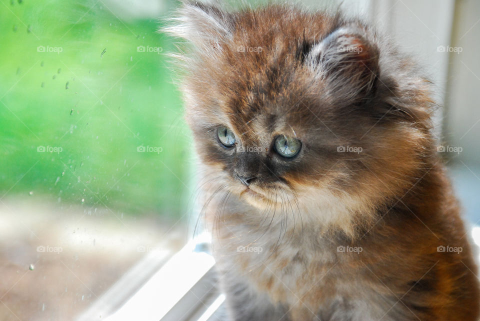 Cat looking outside through window