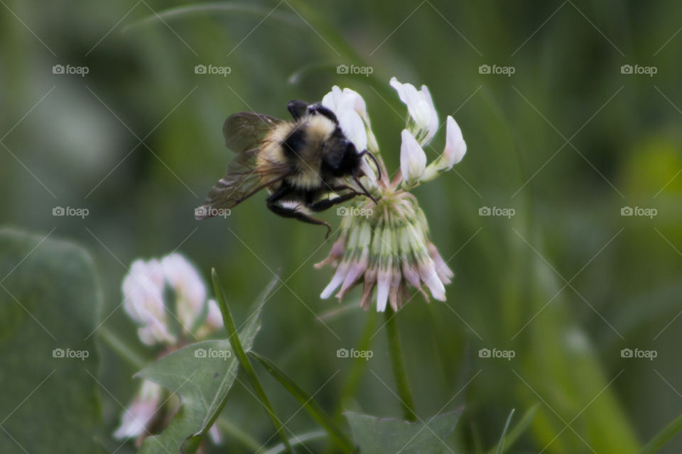 Bee feeding from a flower