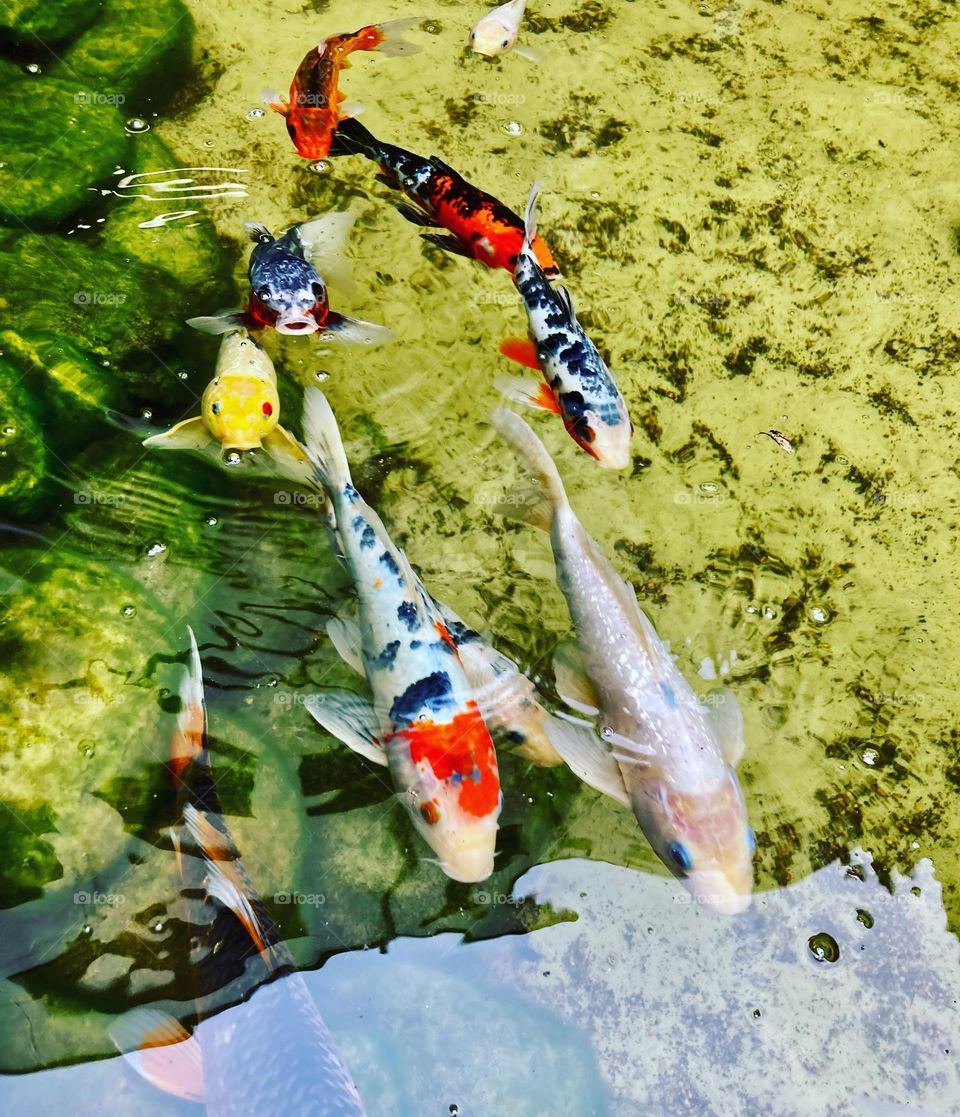 Peixes sempre nos encantam. E esse cardume de carpas? Viva a beleza da natureza. 