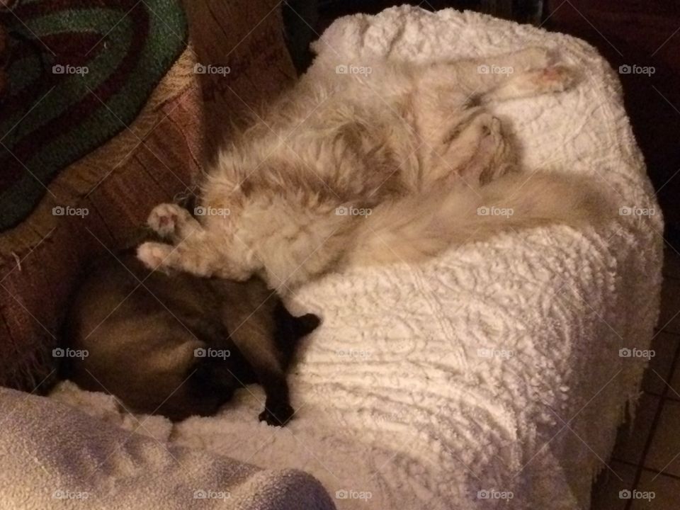 Falcon & Ting and Ling.