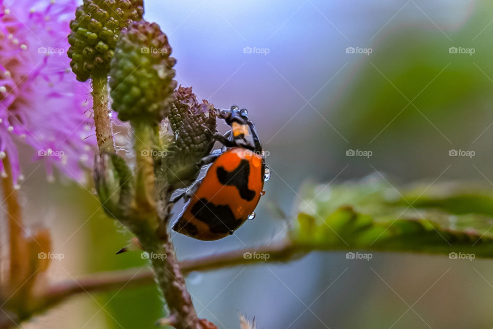 The beautiful ladybug