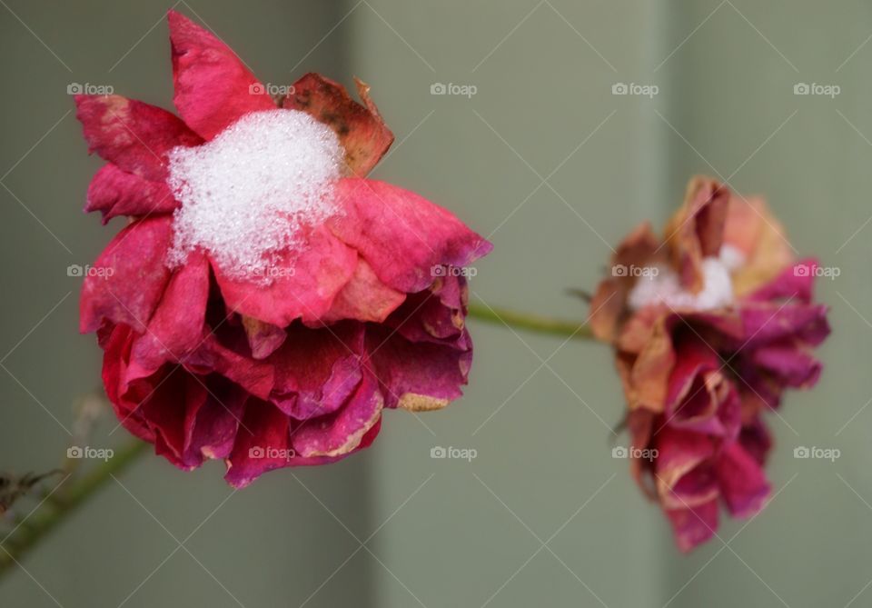 Withered rose with snow