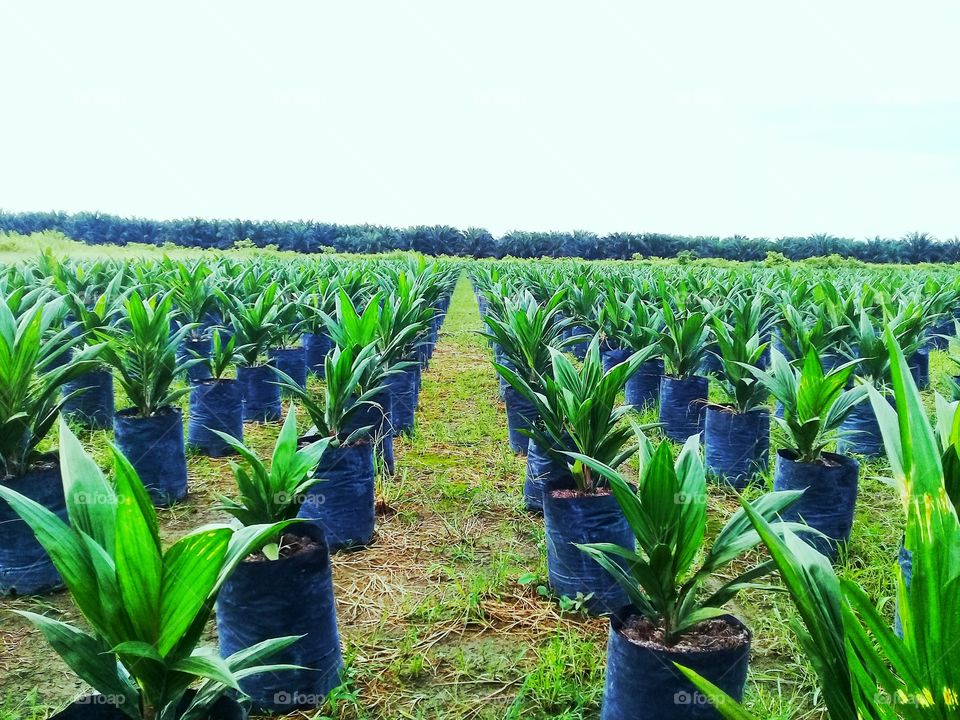 oil palm plantations with planting symmetry shapes