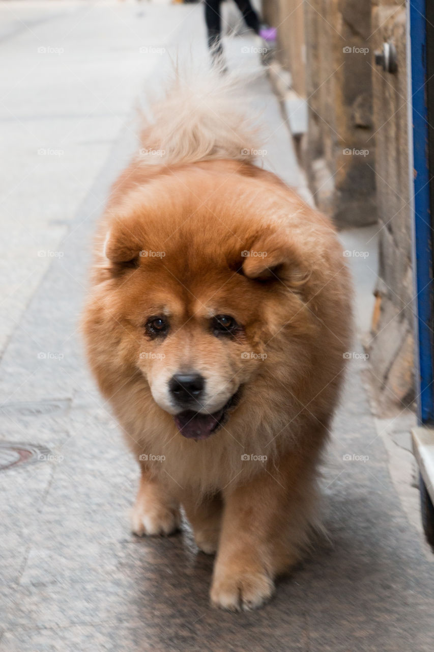 Chow chow walking in Spain