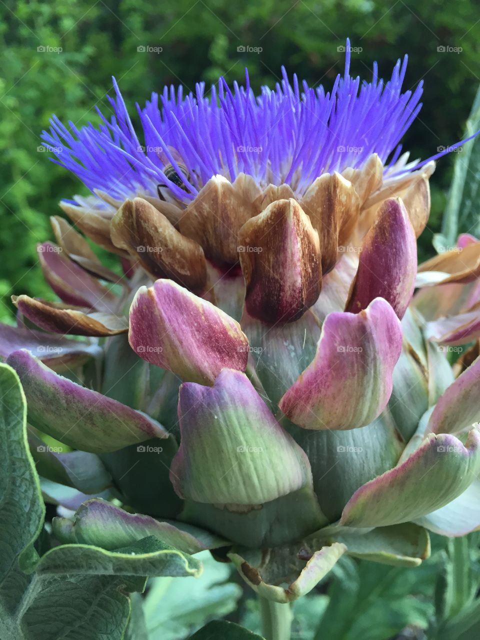 Artichoke flower