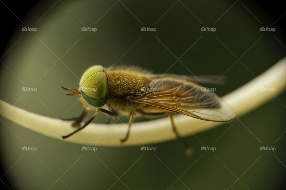 Extreme close-up of fly