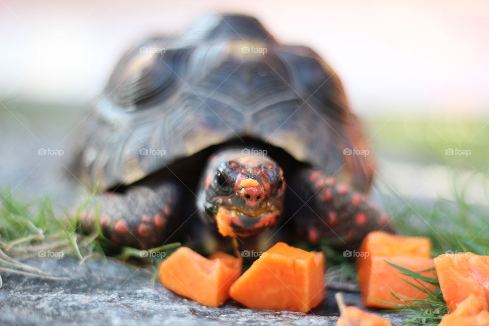 Hungry turtle