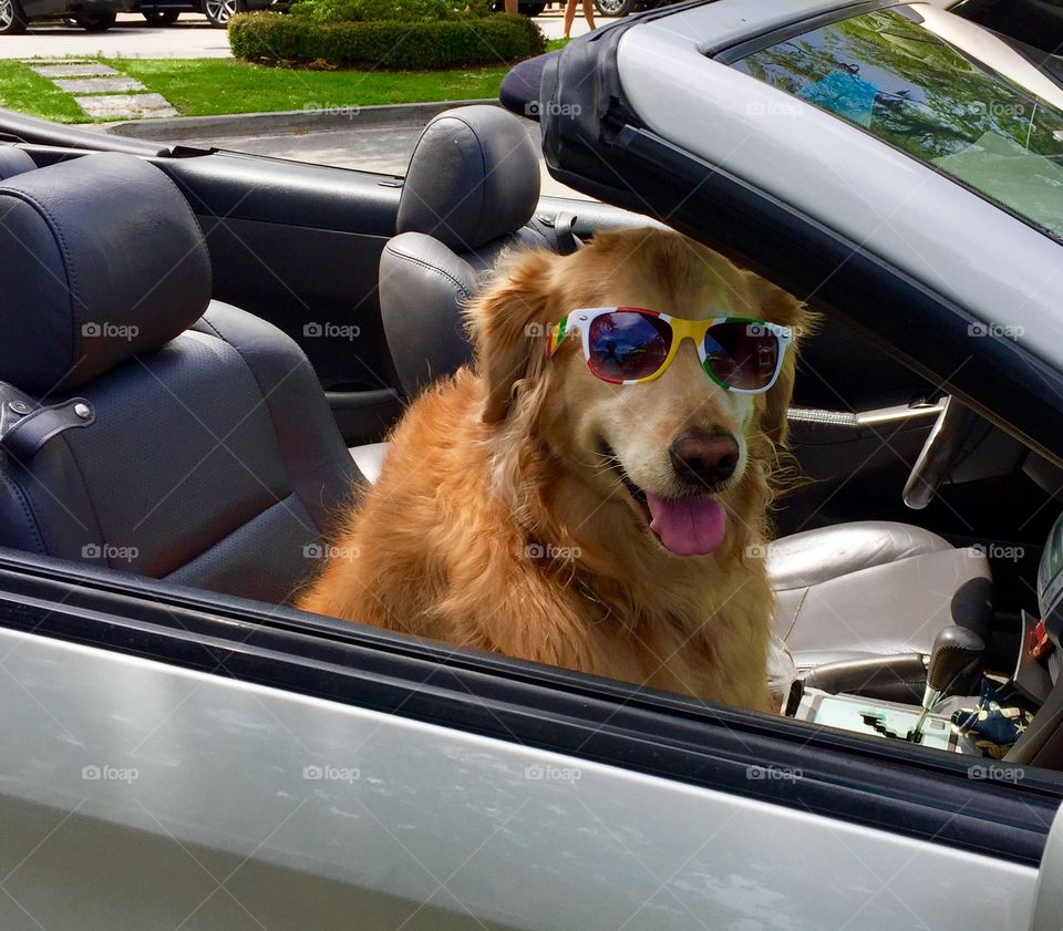 Dog with sunglasses