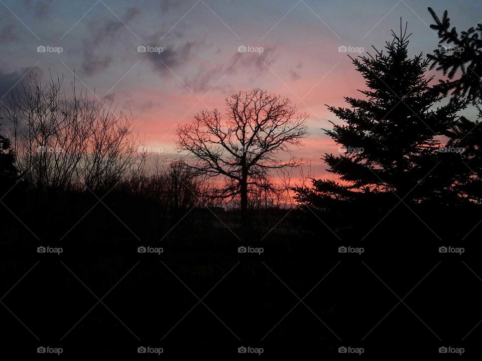 Silhouette of trees at sunset